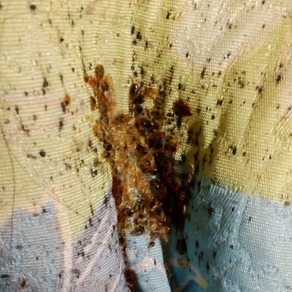 Уничтожение насекомых в Ростове-на-Дону (гостинка)