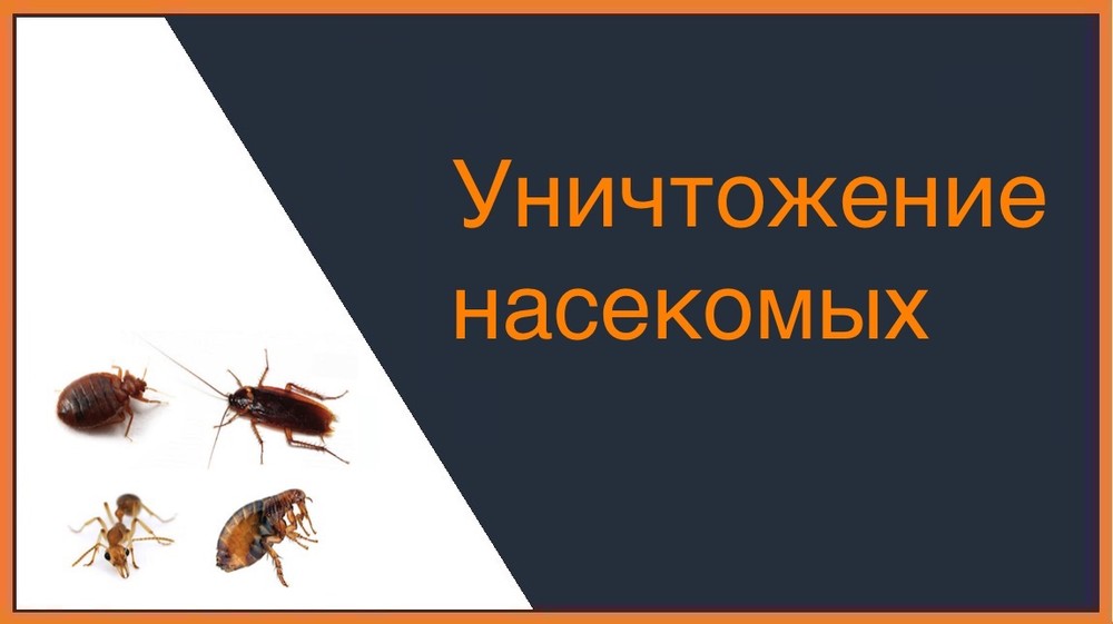 Уничтожение насекомых в Ростове-на-Дону