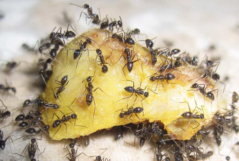 Уничтожение муравьев в квартире в Ростове-на-Дону