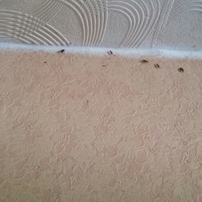 Выведение тараканов в квартире цена Ростов-на-Дону