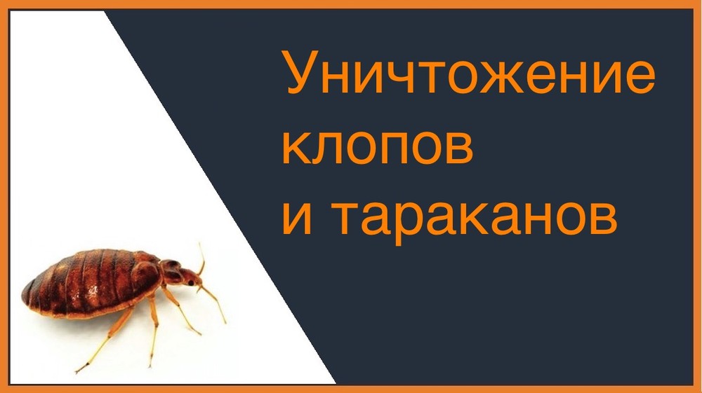 Уничтожение клопов и тараканов в Ростове-на-Дону