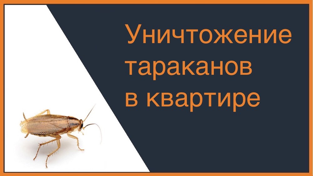 Уничтожение тараканов в квартире в Ростове-на-Дону