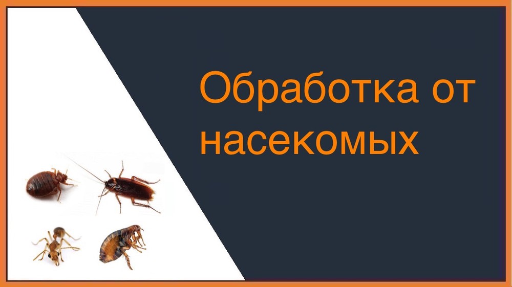Обработка от насекомых в Ростове-на-Дону