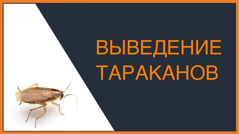 Выведение тараканов в Ростове-на-Дону