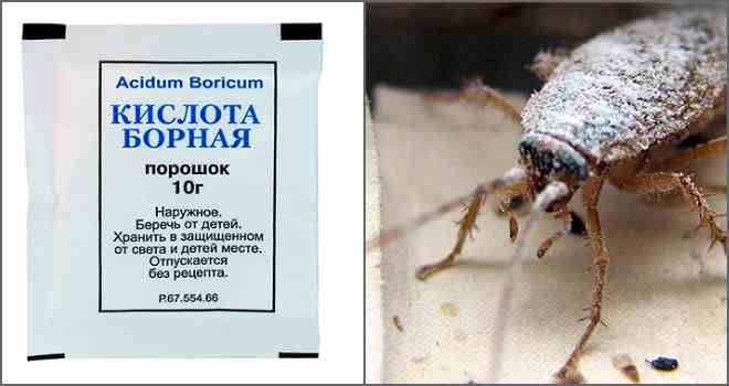 Борная кислота от тараканов – отзывы в Ростове-на-Дону