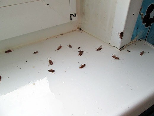 Дезинфекция от тараканов в Ростове-на-Дону – цены