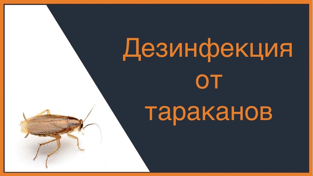 Дезинфекция от тараканов в Ростове-на-Дону